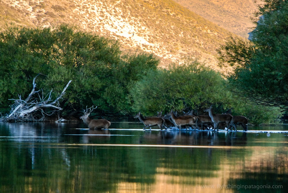 Red stag followed across the Collon Cura river photo