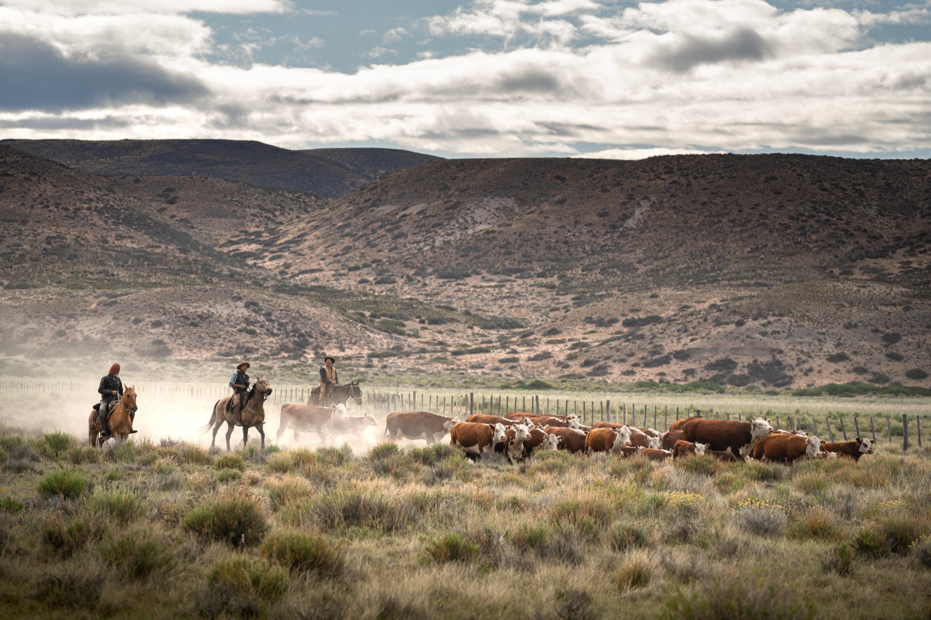Gauchos herding cattle at Estancia Collon Cura