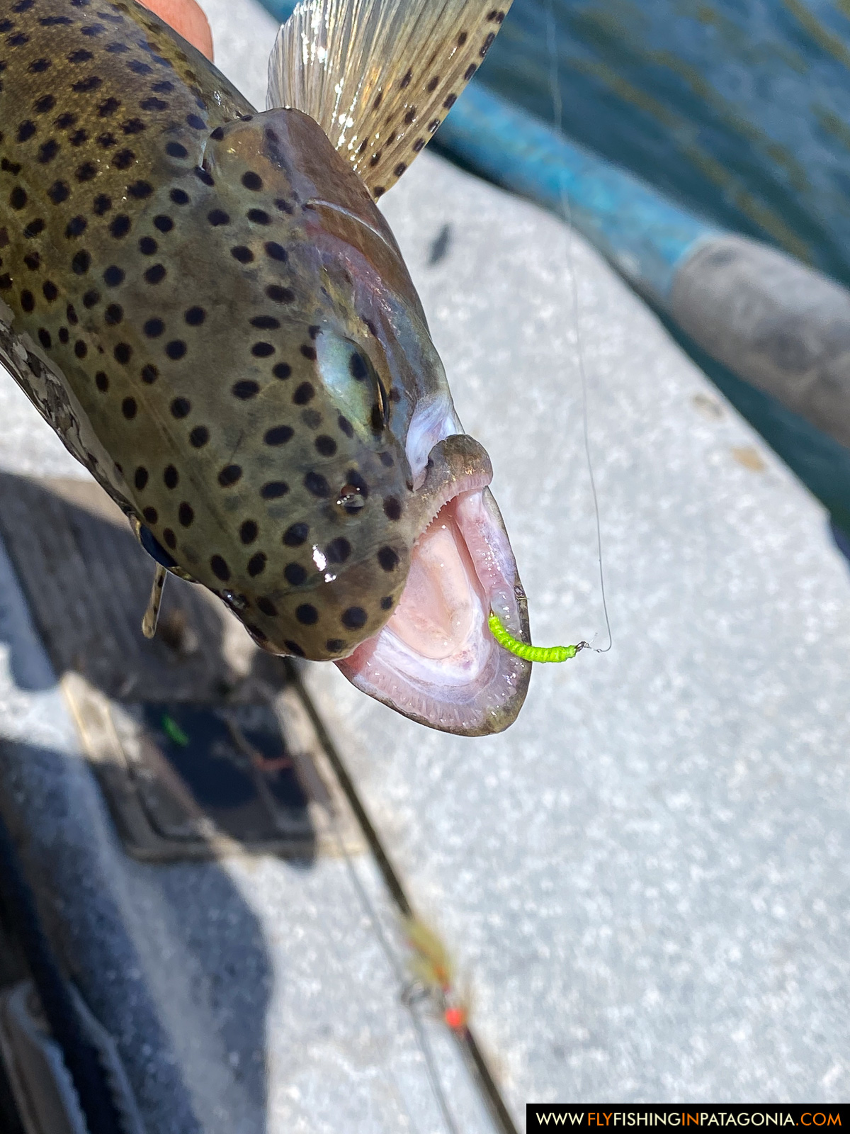 Alumine River fishing photo 14