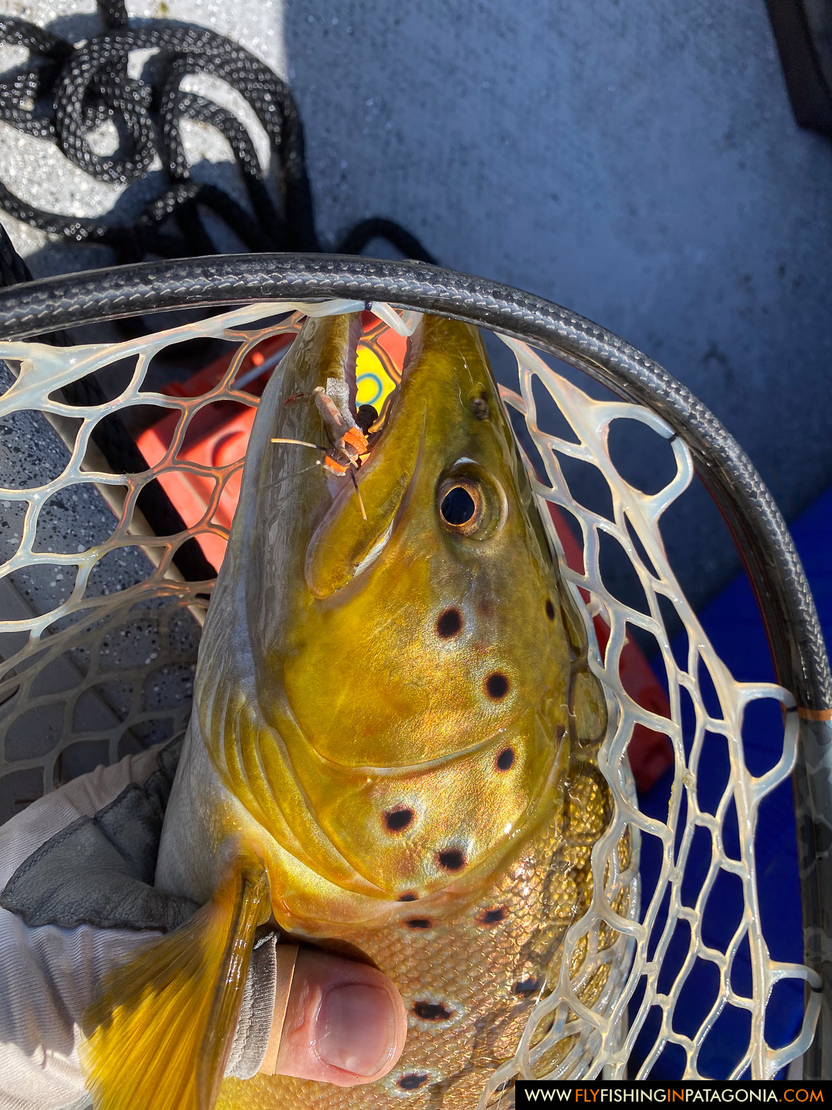 Chimehuin River fly fishing photo 18