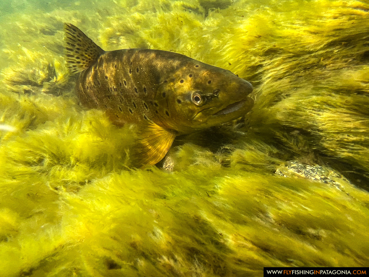 Chimehuin River fly fishing photo 20