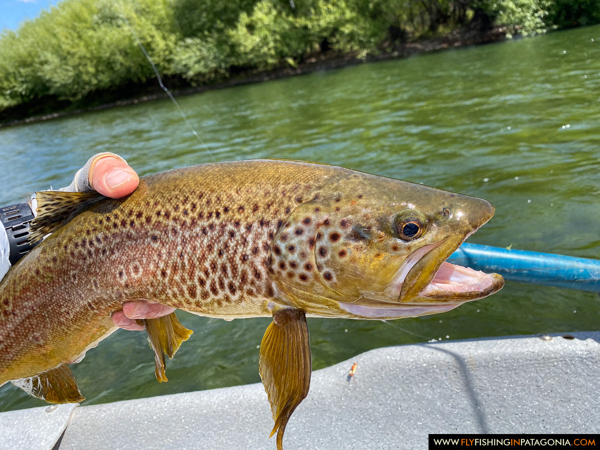 Chimehuin River fly fishing photo 21