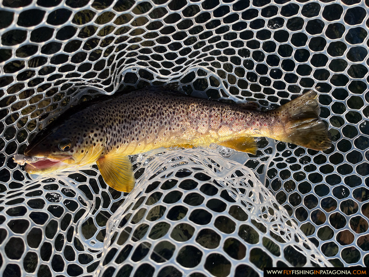 a big brown trout caught on a mouse pattern, Chimehuin River