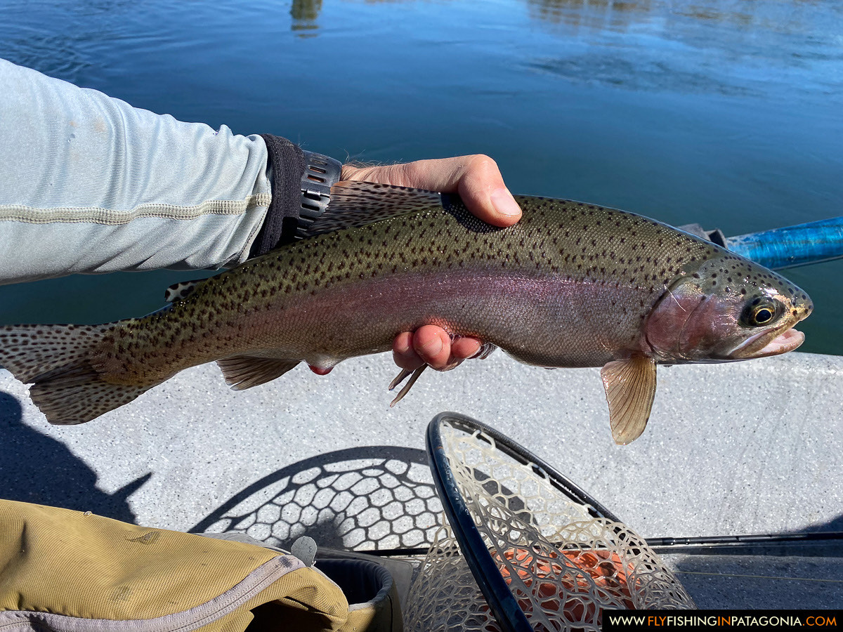 a nice rainbow trout from the Chimehuin River