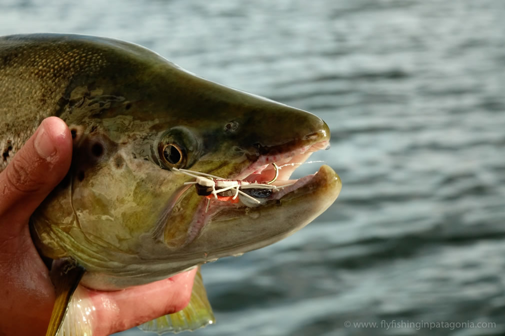 Close view of a brown trout and fly from the Collon Cura River