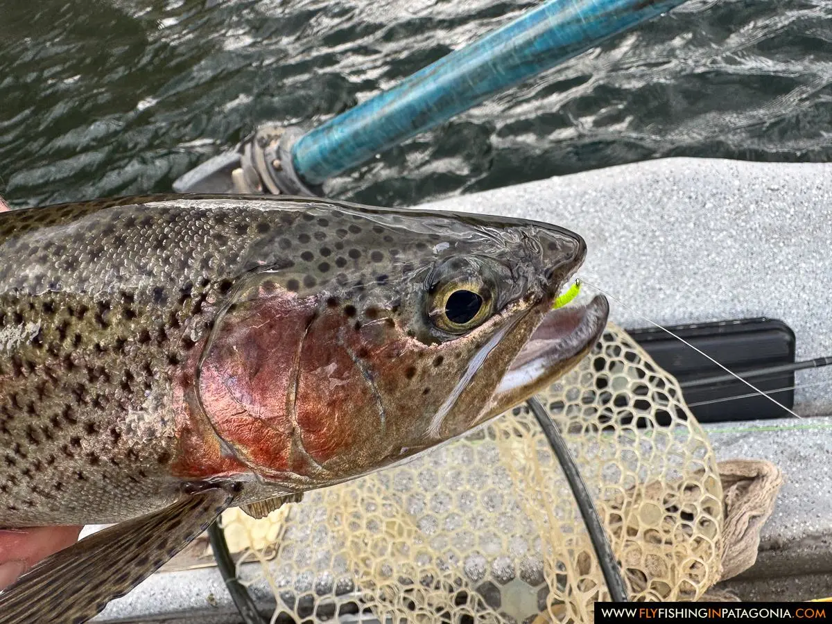 Collon Cura River rainbow trout caught on a green inchworm fly