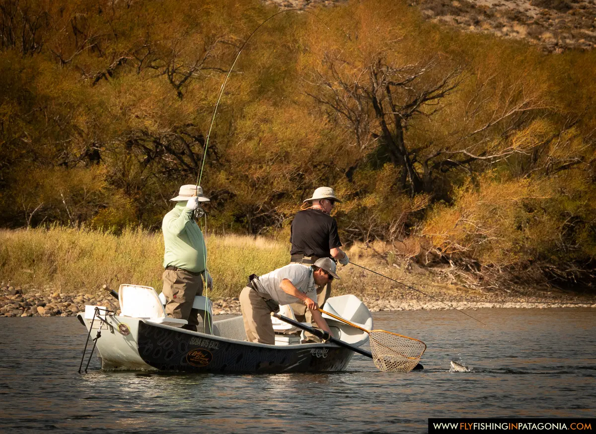 Guide netting a trout beside a drift boat on the Collon Cura River