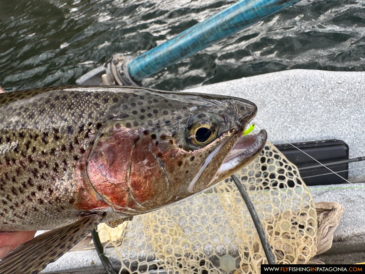 Collon Cura River rainbow trout caught on a green inchworm fly