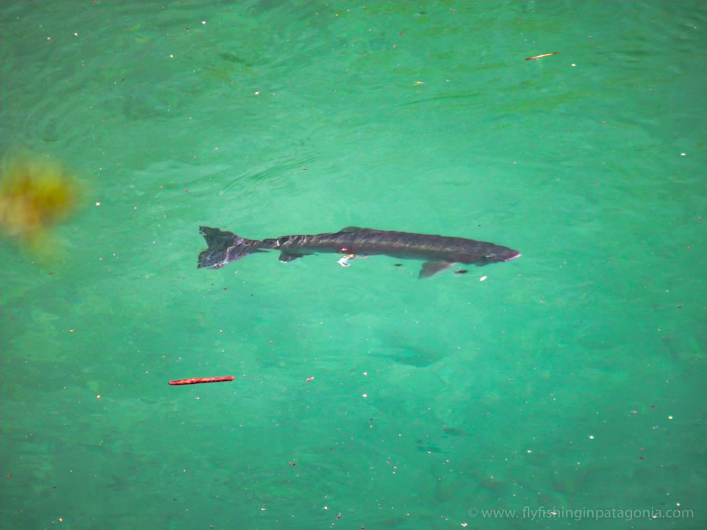 Filo Hua Hum River fishing photo 12