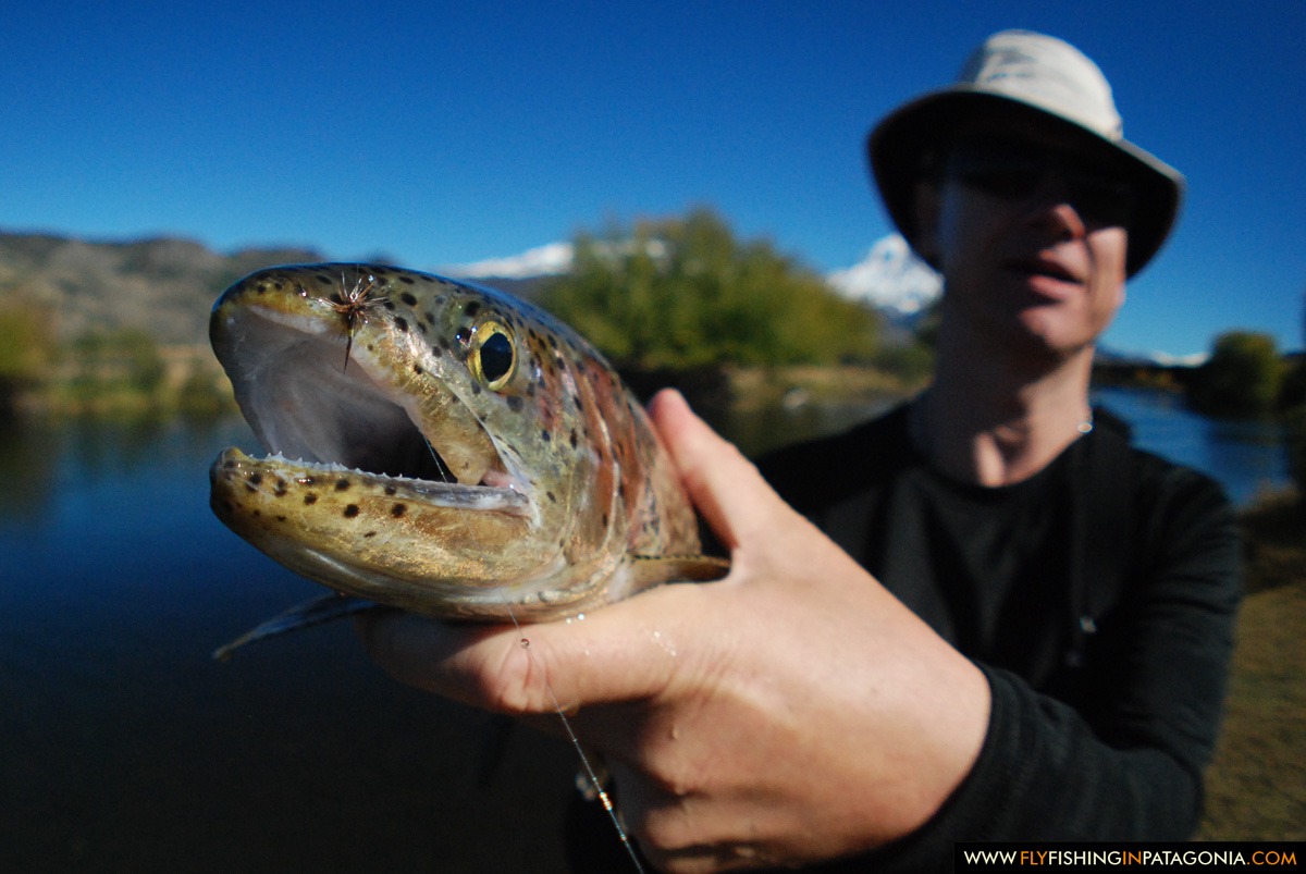 Large Malleo River brown trout caught on a size 6 female Adams dry fly