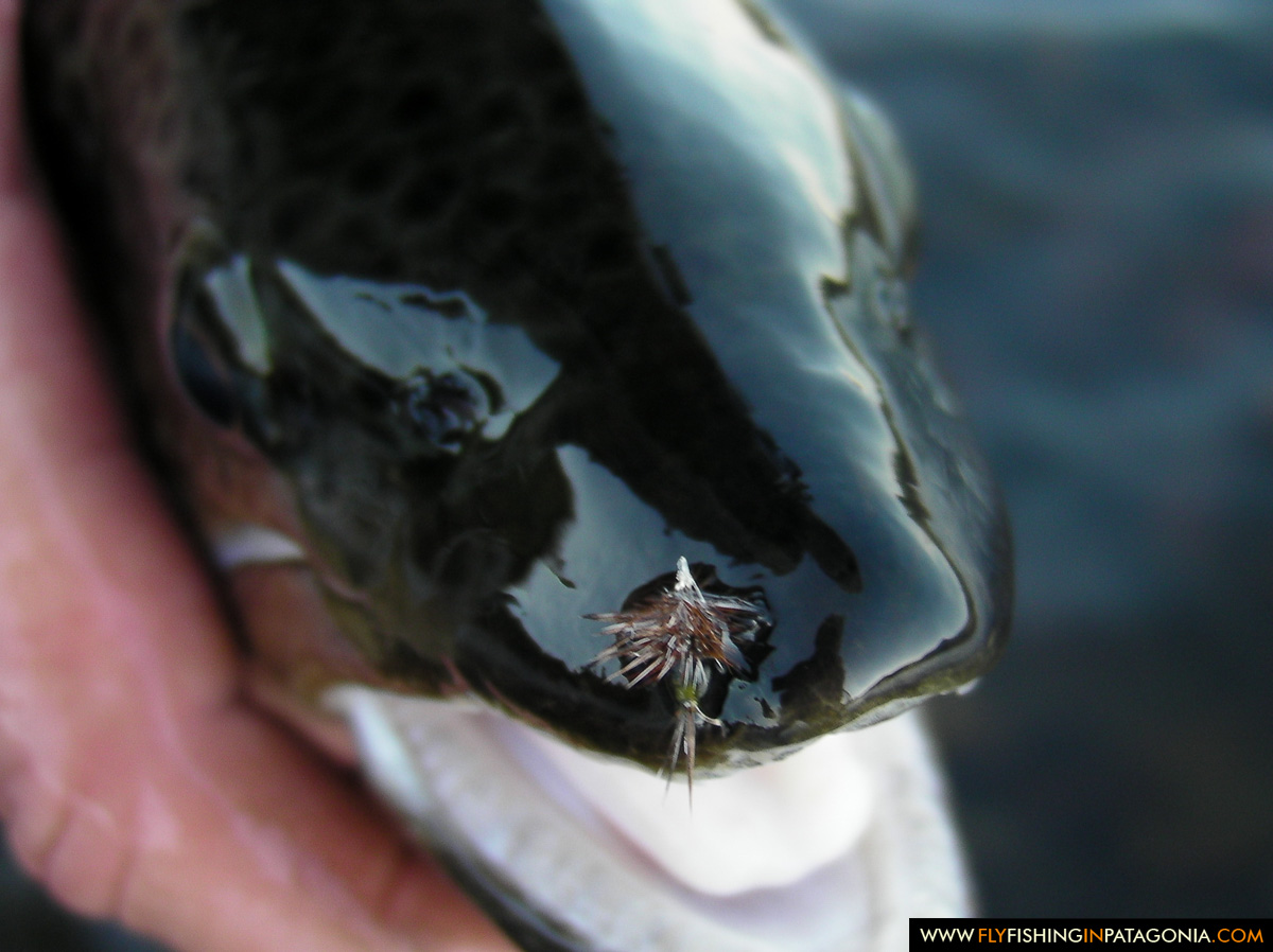 Female Adams dry fly in the mouth of a large Malleo River brown trout