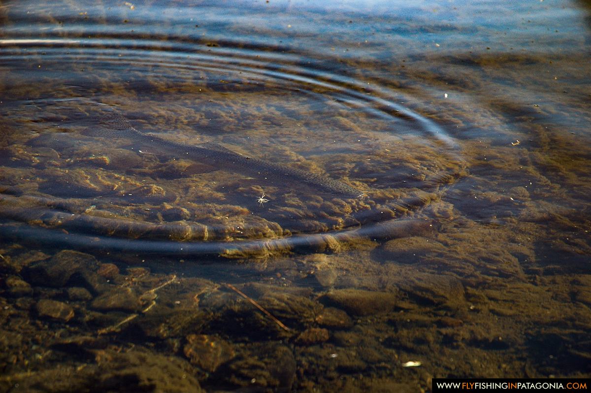 Large rainbow trout rising in the clear water of the Malleo River
