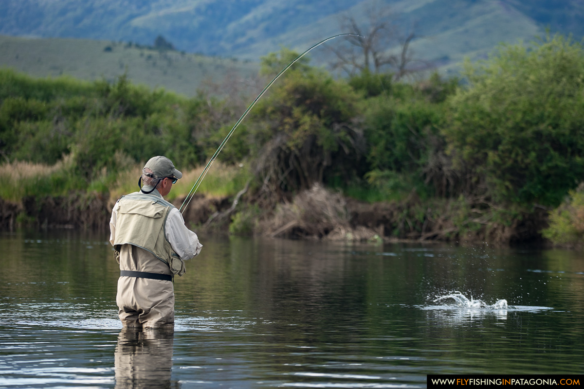 Fly angler landing a rainbow trout on the Malleo River