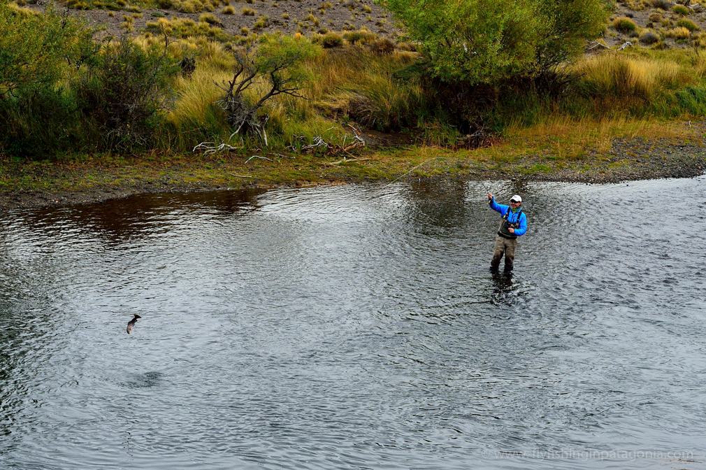 Fly angler fighting a trout in a wide run on the Malleo River