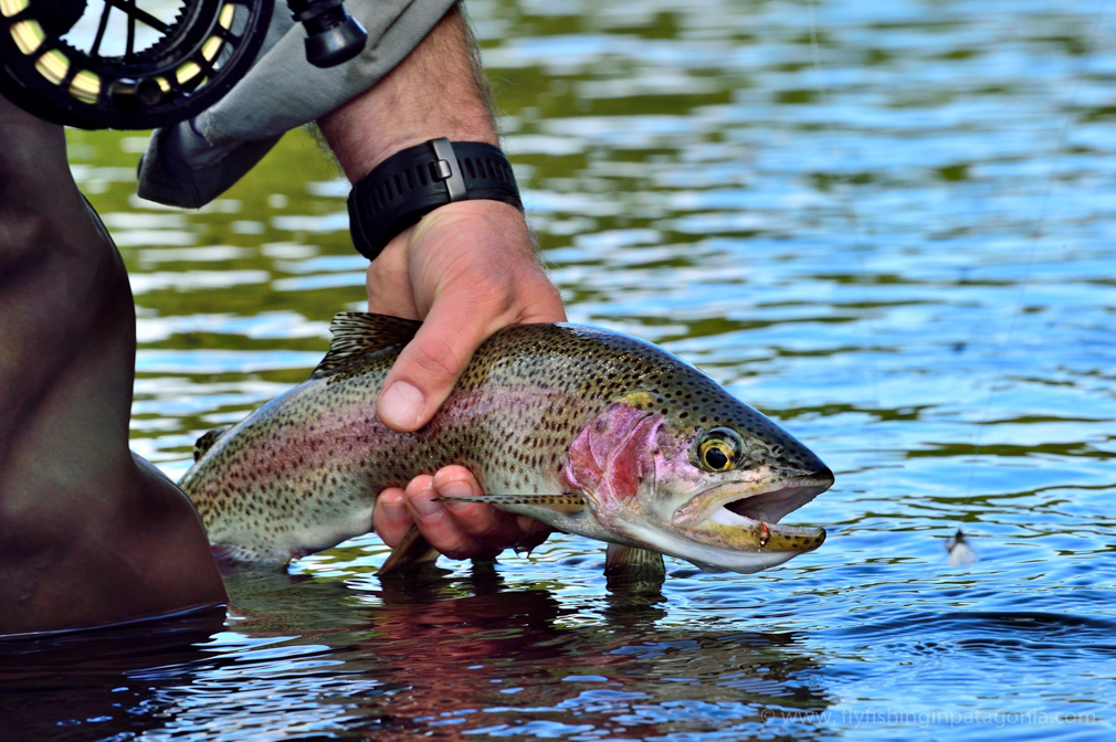 Wild rainbow trout being released in the Malleo River