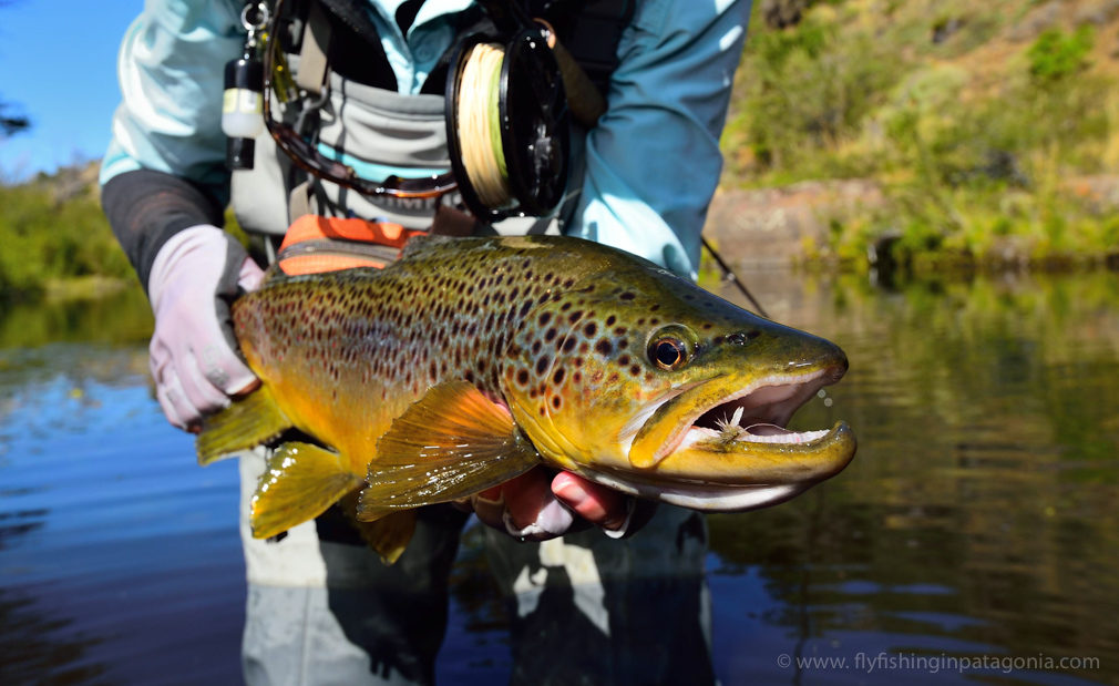 Wild brown trout from the Malleo River
