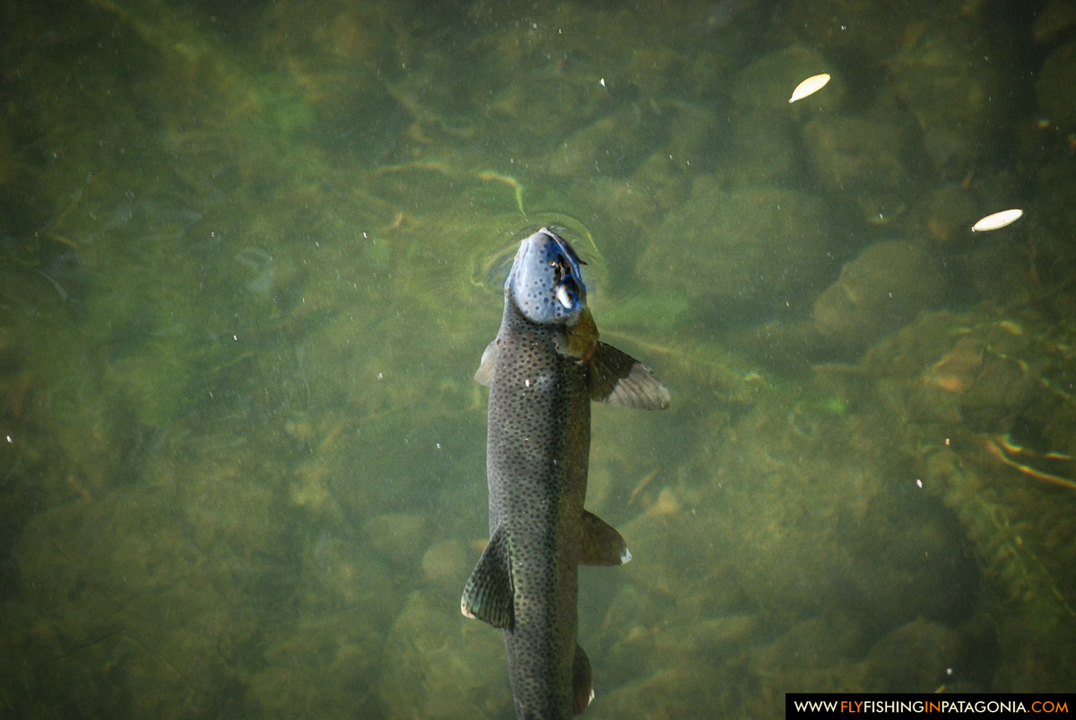 Rainbow trout rising to mayflies in the Malleo River