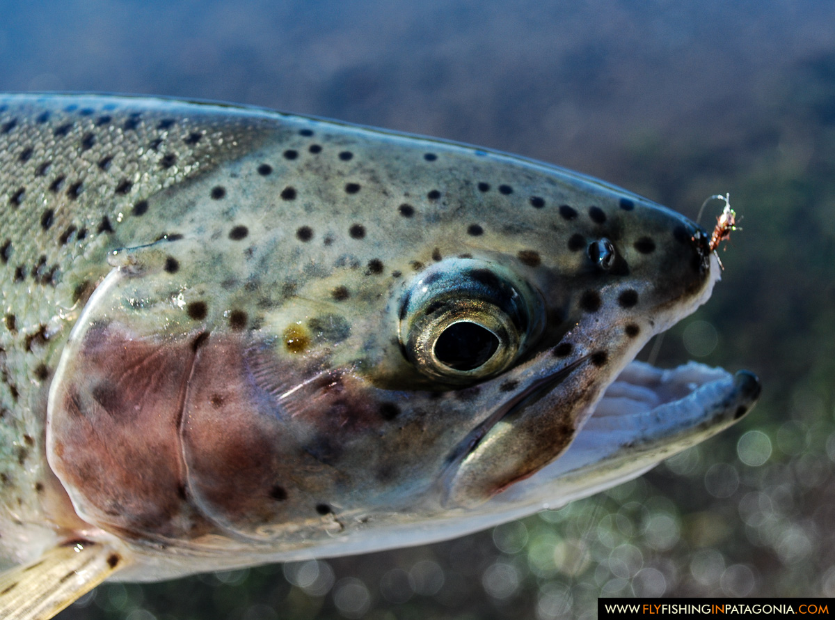 Close view of a Malleo River rainbow trout and the small nymphs it was feeding on