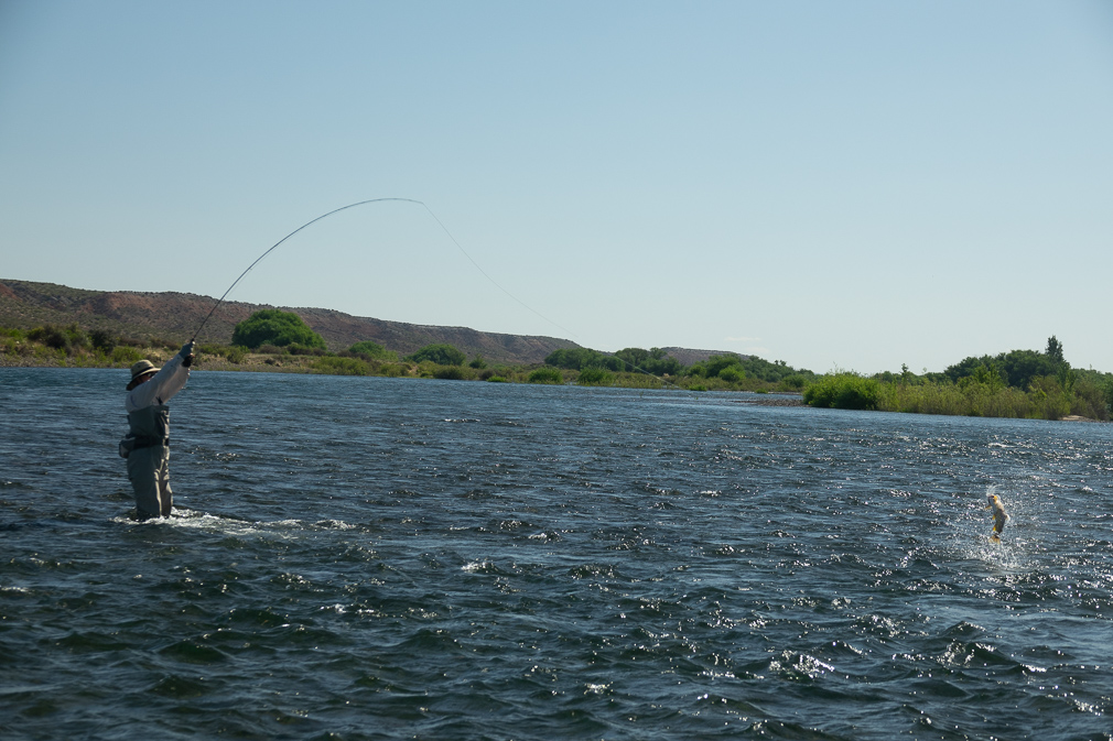 nice brown jumps, wade fishing the Middle Limay