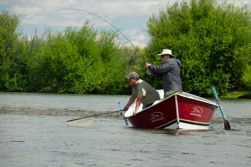 landing a nice rainbow on the middle limay river