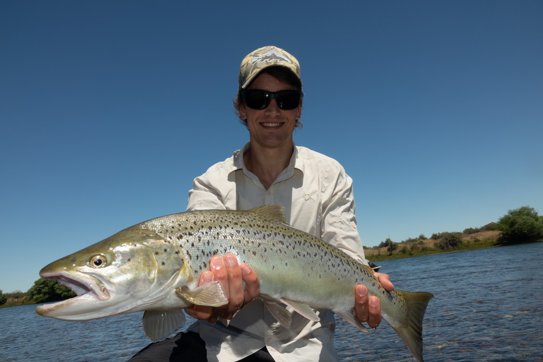 a great silver migratory brown trout from the middle limay river