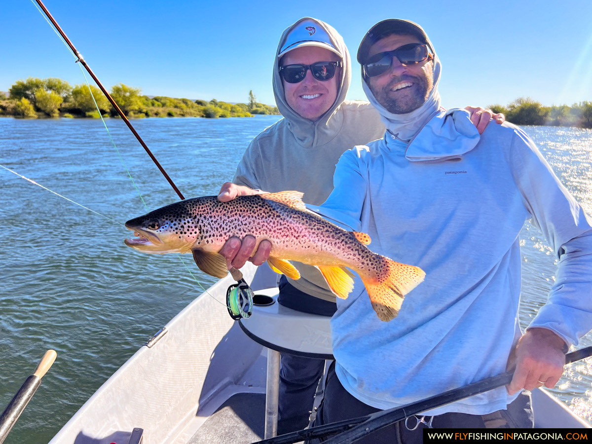 a nice brown trout coming to the net on the middle limay river