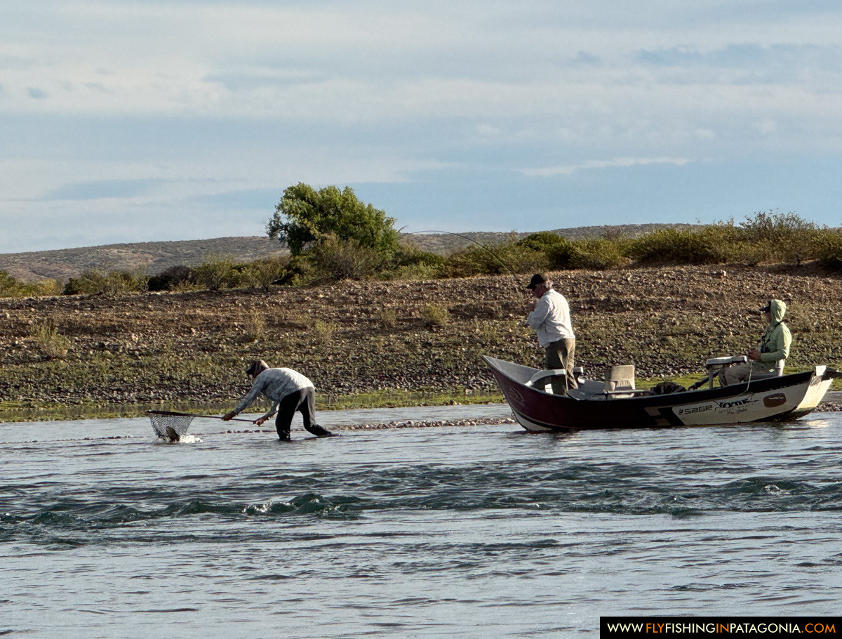 an angler fighting a strong trout on the middle limay river