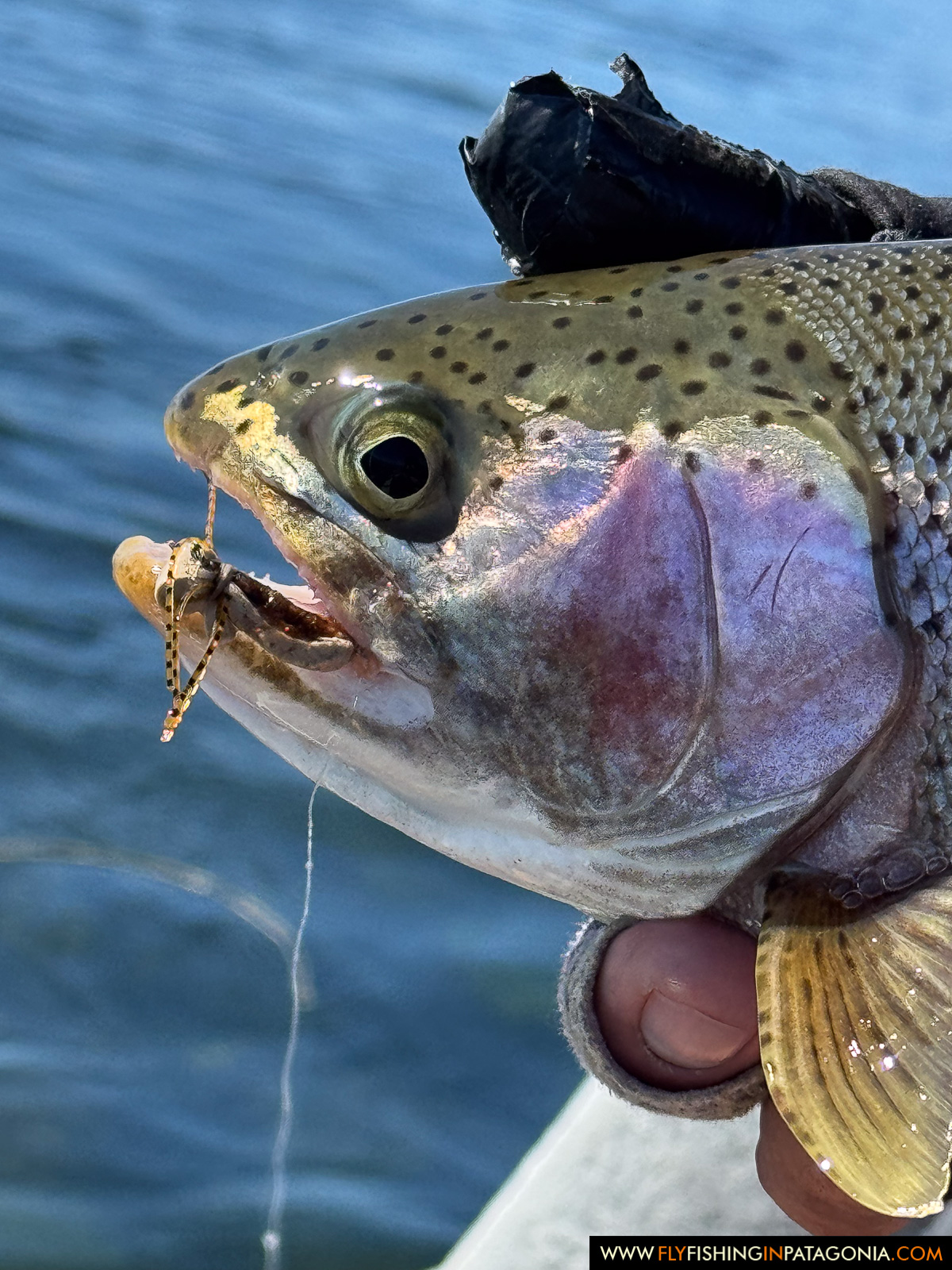 close up of a rainbow trout eating a big dry fly on the middle limay river