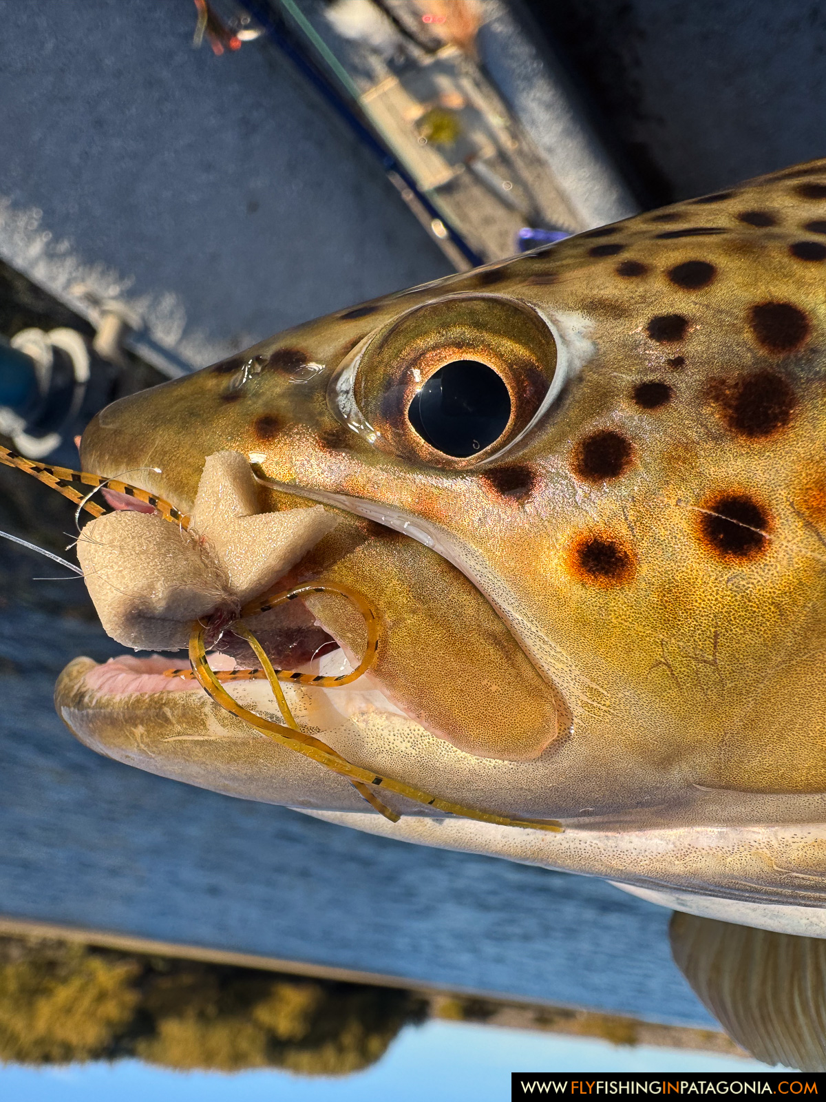 close up of a brown trout with a mouse pattern in its jaw on the middle limay river