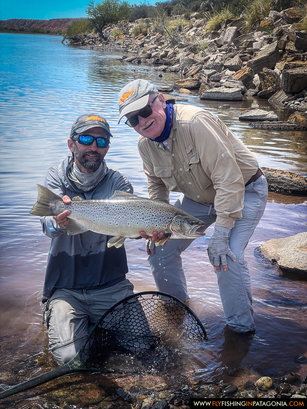 kneeling in the shallows to release a great brown trout on the middle limay river