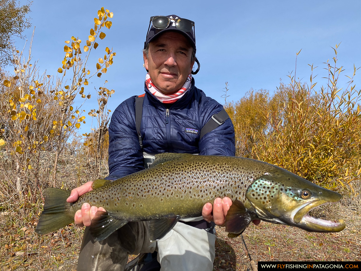 showing off a beautiful brown trout with golden autumn colors on the middle limay river