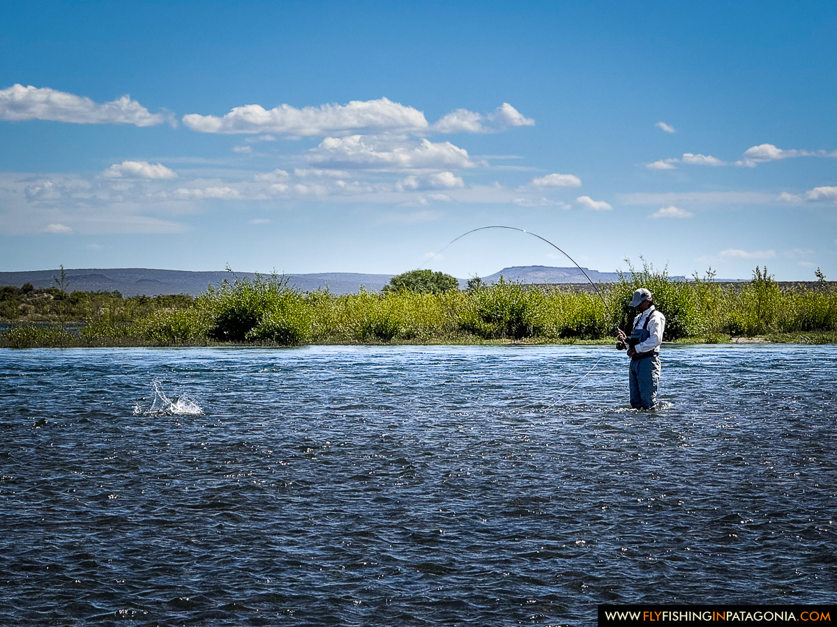 an angler wade fishing with a bent rod and a fish jumping on the middle limay river