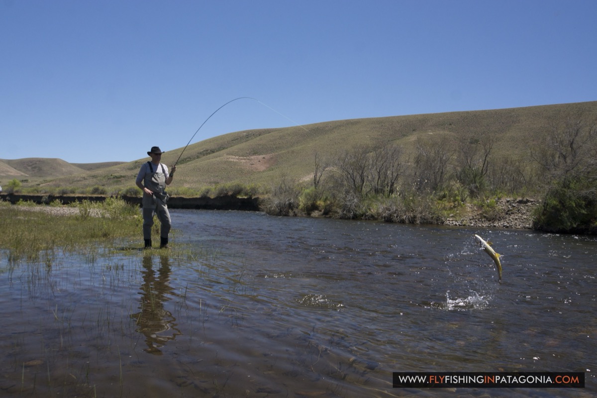 Angler fighting a leaping fish on the Quemquemtreu stream