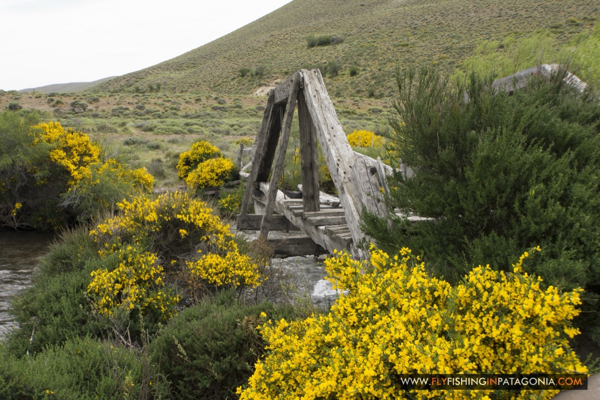 Rustic wooden footbridge over the Quemquemtreu stream framed by flowering retama