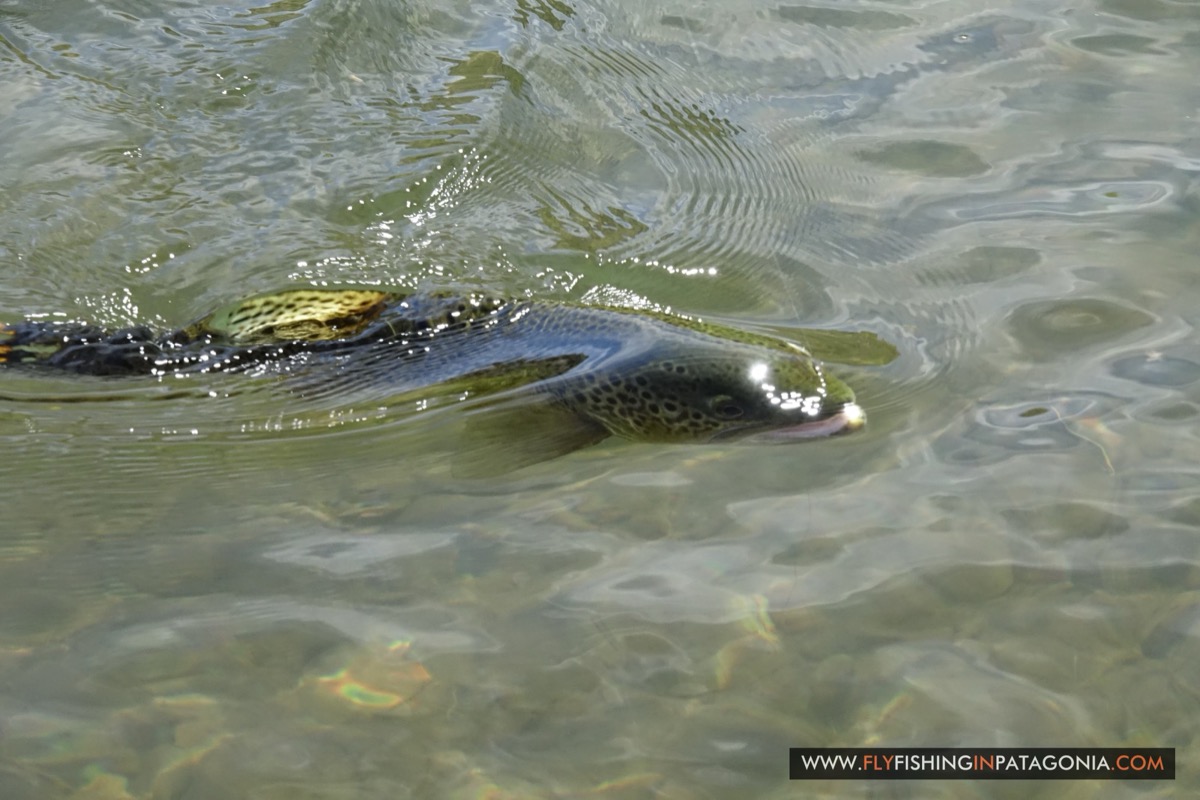 Close view of a trout's head breaking the surface of the Quemquemtreu stream