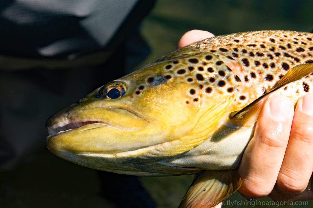 Quillen River fishing photo 1