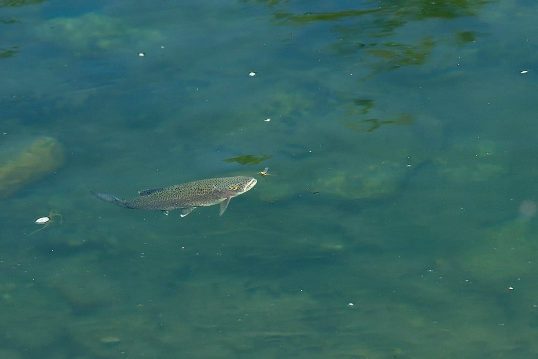 Quillen River fishing photo 3