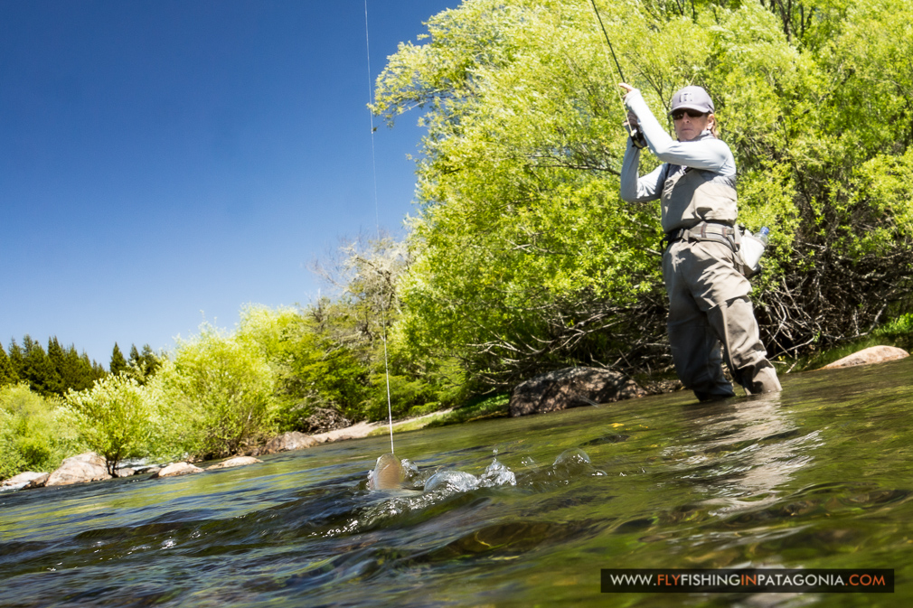Landing a nice rainbow trout on the Quillen River