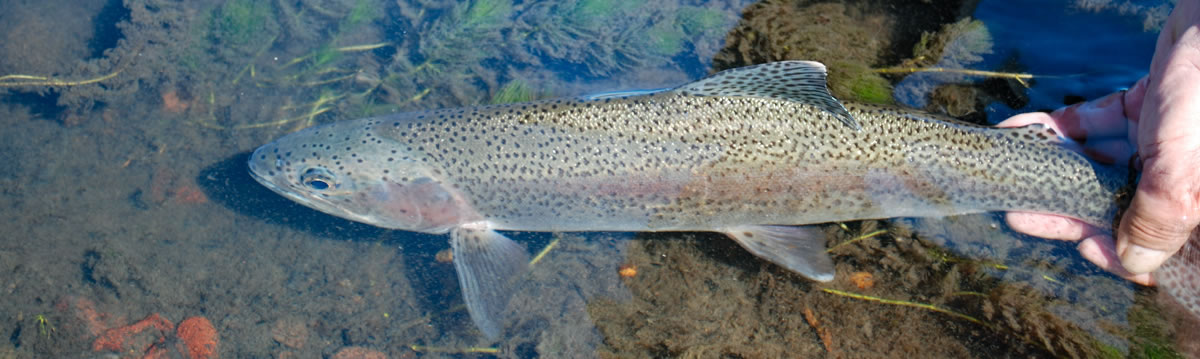 a beautiful rainbow trout, Quillen River Quillen River rainbow trout