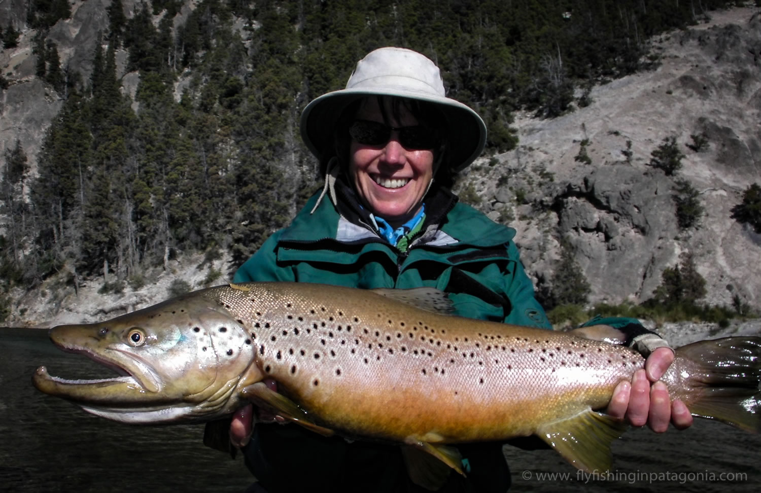 a huge trophy brown trout