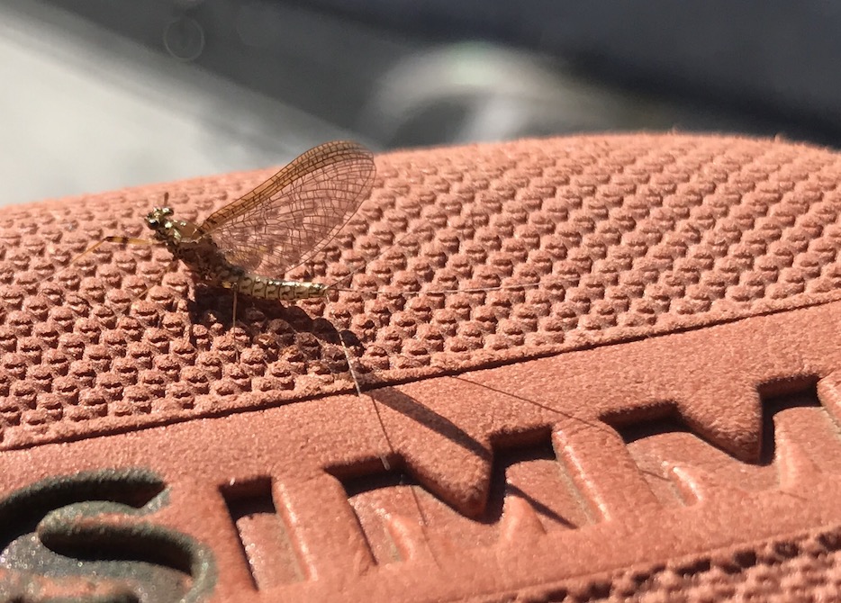 mayfly sitting on my simms fly box
